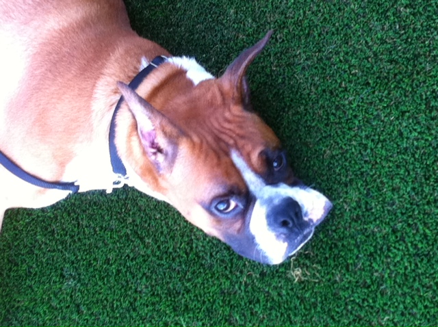 Boxer on grass