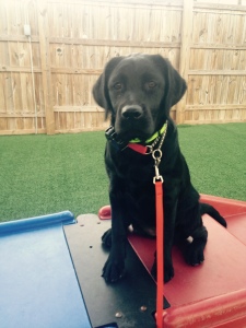 Sailor, a 5 month old lab puppy. 